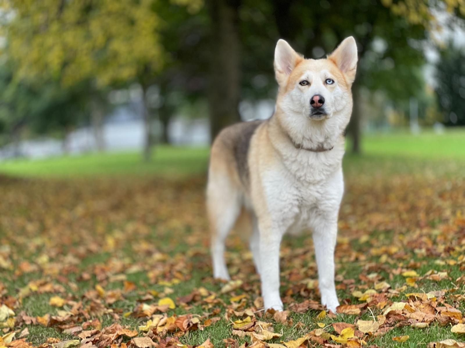 Hudson in the park