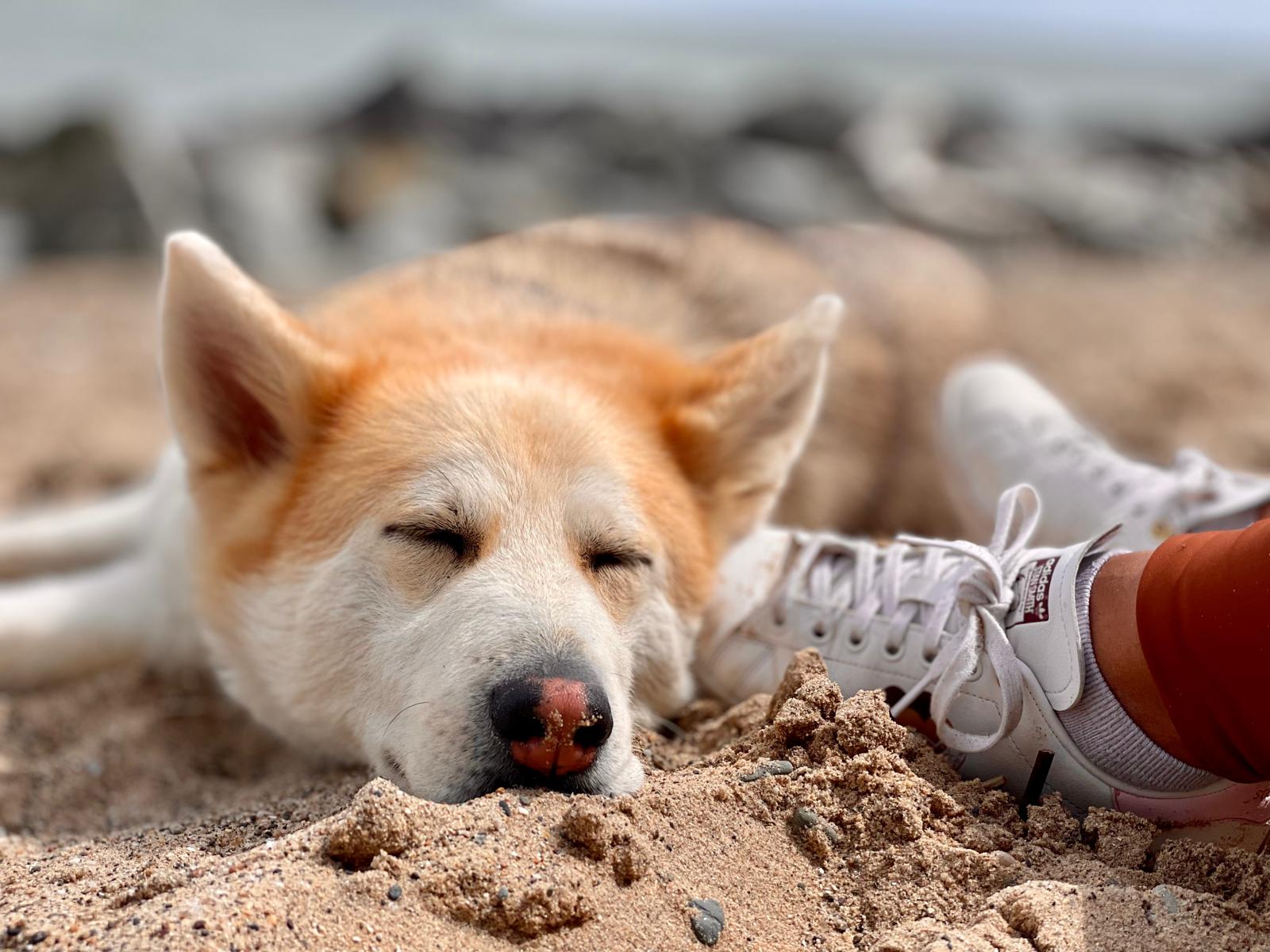 Hudson relaxing on the beach